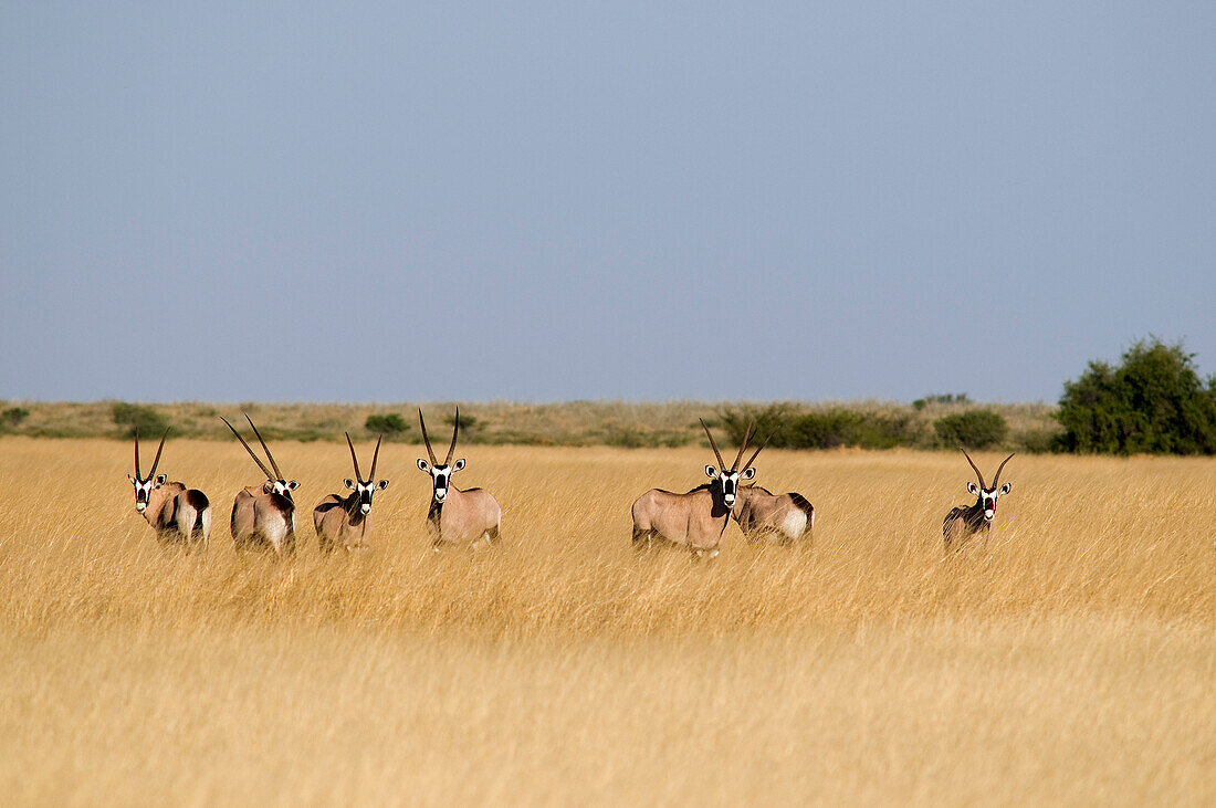 Botswana, Central Kalahari Game Reserve, Oryx gemsbok or Oryx gazella