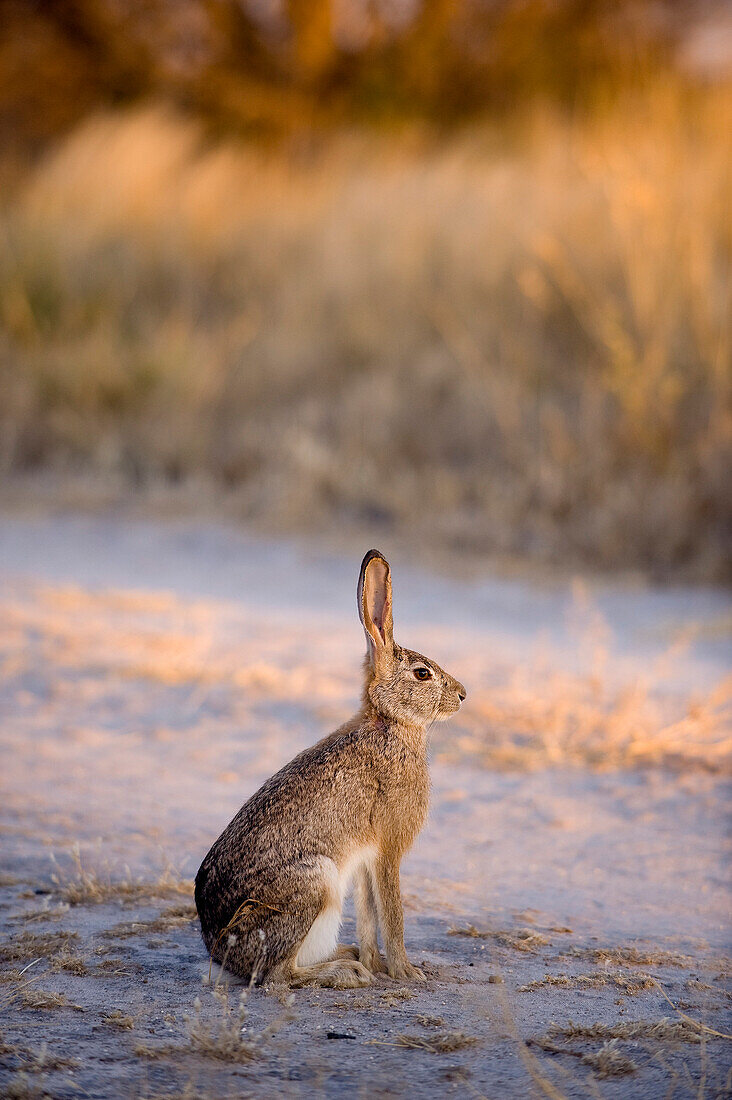 Botswana, Central Kalahari Game Reserve, hare bushes or Lepus saxatilis