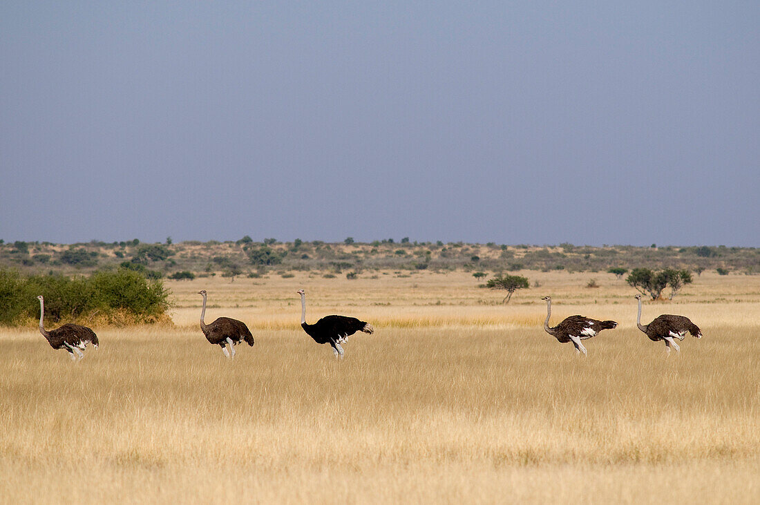 Botswana, Central Kalahari Game Reserve, ostrich, (opinion struthio)