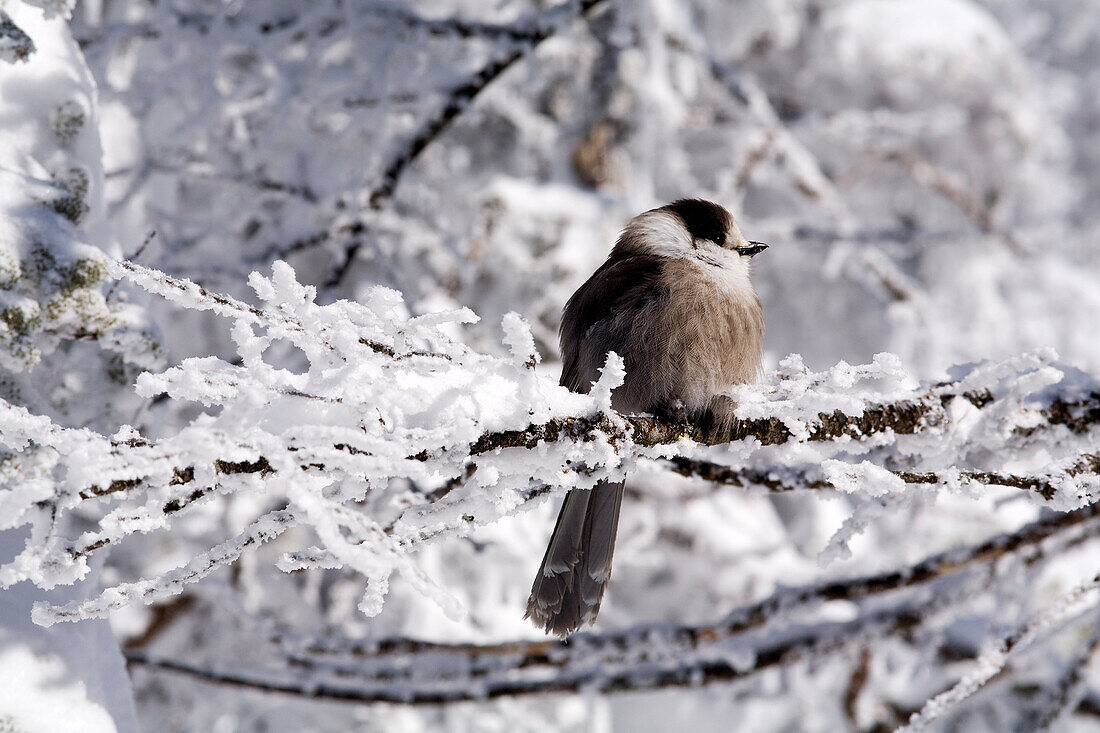 Canada, Quebec Province, Estrie Region, Mont Megantic National Park, grey jay bird on a snow covered tree