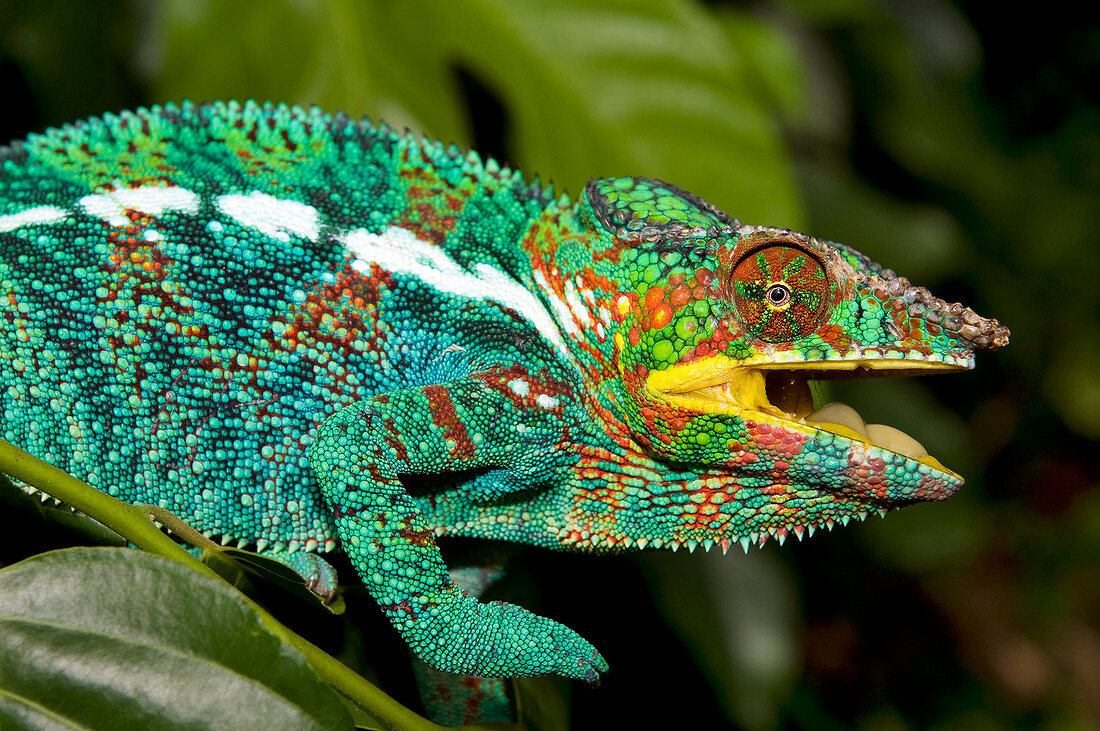 Madagascar, North-West region, a male panther chameleon (Furcifer pardalis)