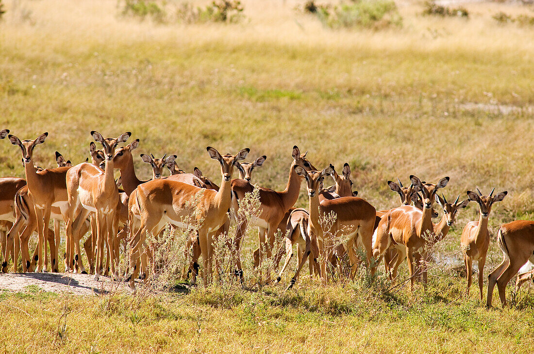 Botswana, North-west district, Moremi park, impala or Aepyceros melampus