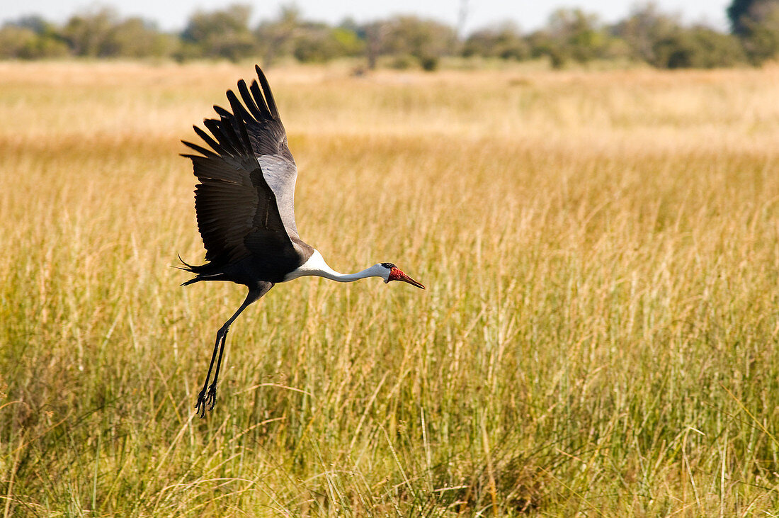 Botswana, North-west district, Moremi park, crane or caronculée Wattled Crane