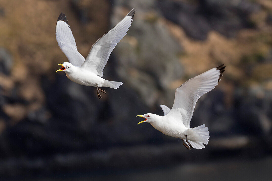 Dreizehenmöwen fliegen, Rissa tridactyla, Lofoten, Norwegen, Skandinavien, Europa