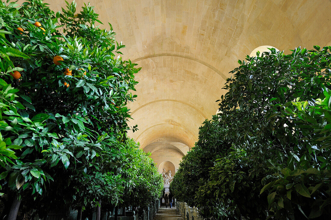France, Yvelines, Chateau de Versailles, listed as World Heritage by UNESCO, Orangery by Jules Hardouin Mansart in Winter