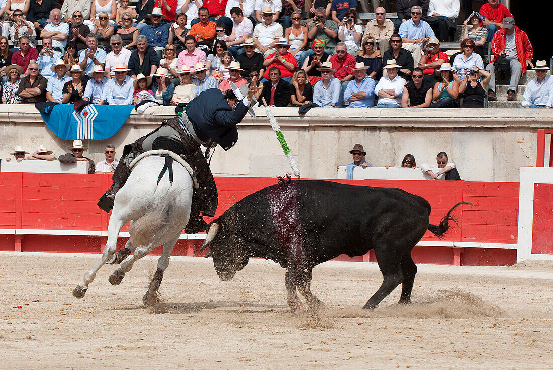 France, Gard, Nimes, horsemen during the bullfight for the Feria in the bullring