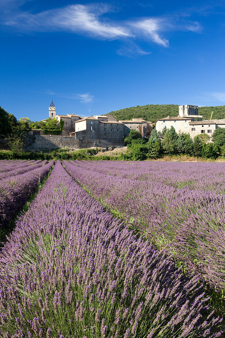 France, Gard, Montclus, labelled Les Plus Beaux Villages de France (The Most Beautiful Villages of France), lavander cultivation