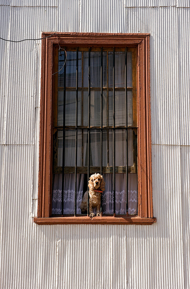 Chile, Valparaiso Region, Valparaiso, historic district listed as World Heritage by UNESCO, Cerro Alegre, iron sheet houses with colourful facades, dog at window