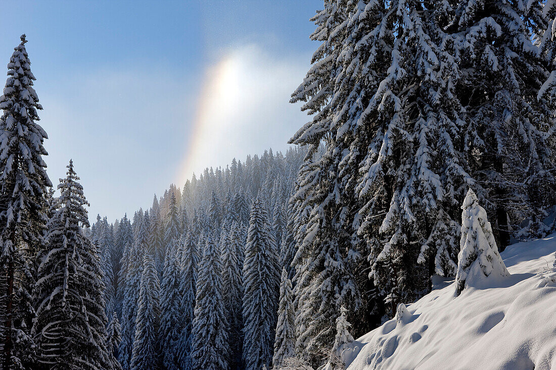 France, Haute Savoie, La Clusaz, Manigot, spruce forest at Col de la Croix Fry and phenomenon due to cold and moisture