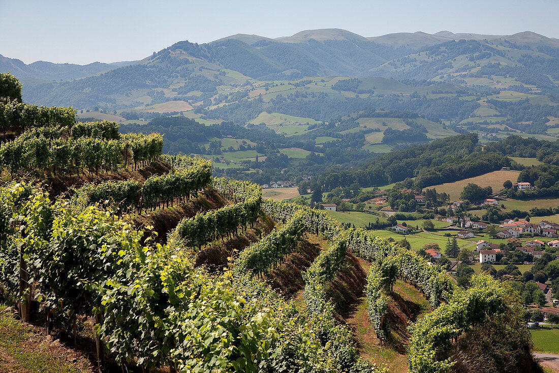 France, Pyrénées-Atlantiques (64), Saint-Jean-Pied-de-Port, vineyard Etienne Brana, AOC Irouleguy