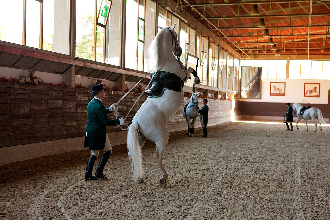 Slovenia, Kras region, Lipica, Lipizzans horses, dressage at the National Stud Farm