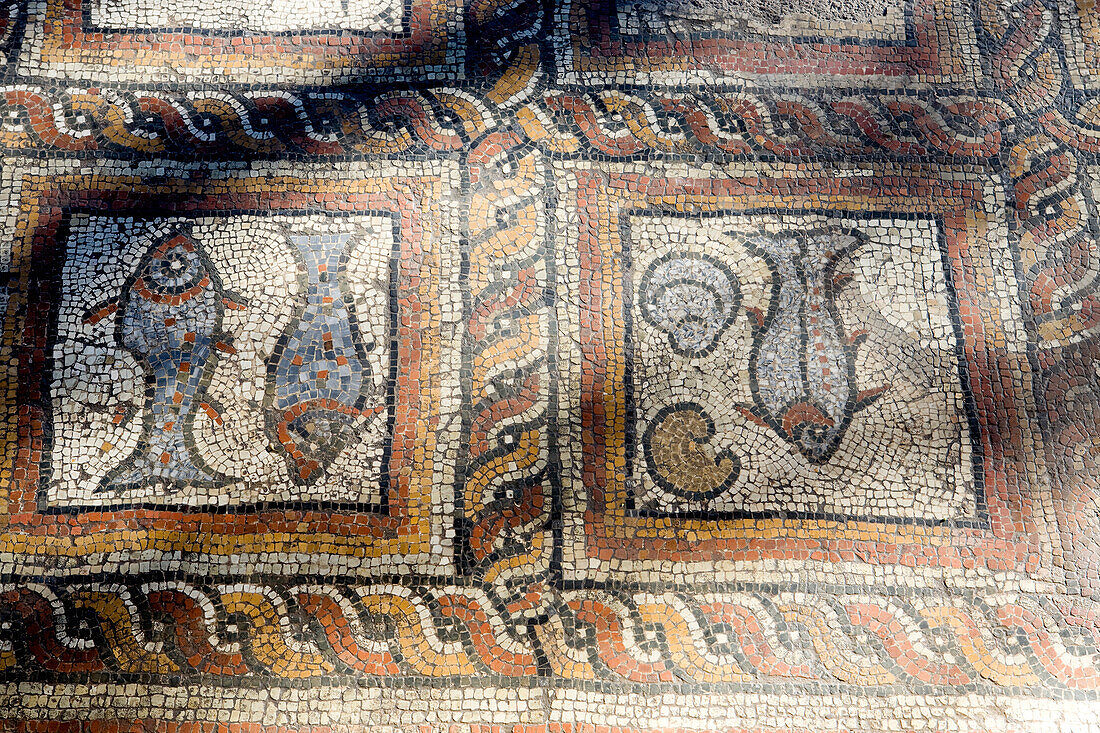 France, Dordogne, Perigord Pourpre, Montcaret, Gallo-Roman Villa built between the 1st and 4th century AD, the private baths, the frigidarium (cold pool) with an aquatic decoration in mosaic