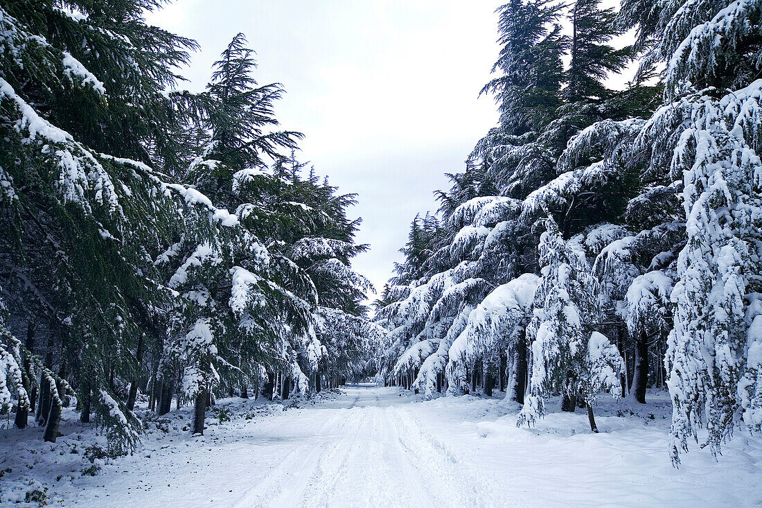 France, Vaucluse, Luberon, Petit Luberon, the Cedar forest under the snow