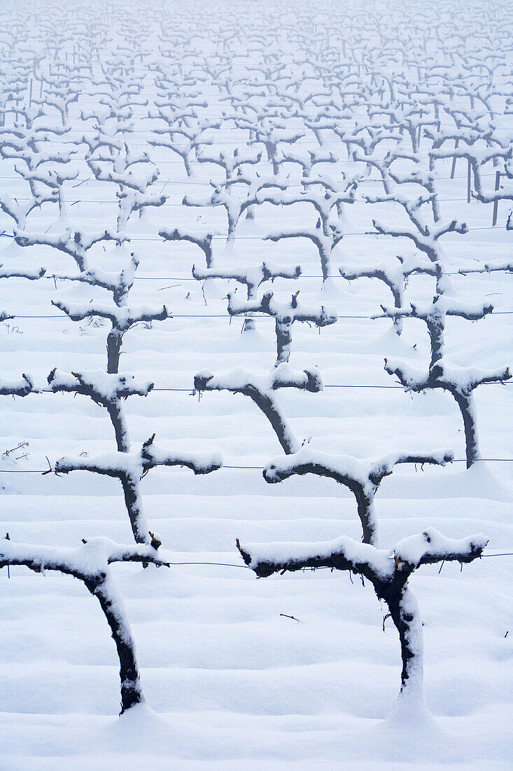 France, Bouches du Rhone, near Aix en Provence, AOC Cote de Provence, vine under the snow