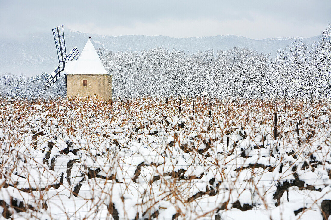 France, Vaucluse, Luberon, près du village de Sannes, AOC Cotes du Luberon, a mill in the vineyard under the snow in winter