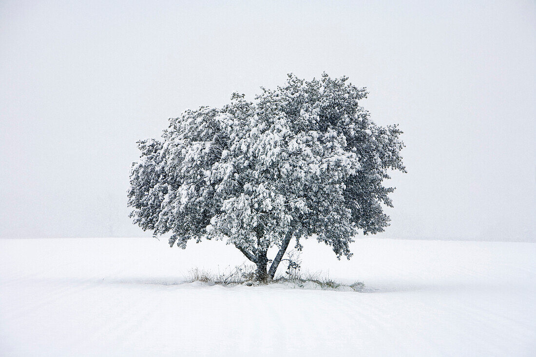 France, Vaucluse, Luberon, near the village of Cucuron, an olive tree under the snow in winter