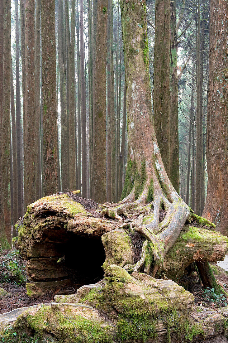 Taiwan, Chiayi District, Alishan National Scenic Area, Altitude Forest