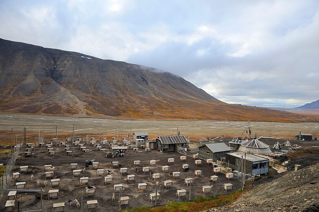 Norway, Svalbard (Spitzbergen), Longyearbyen, sled dogs breeding