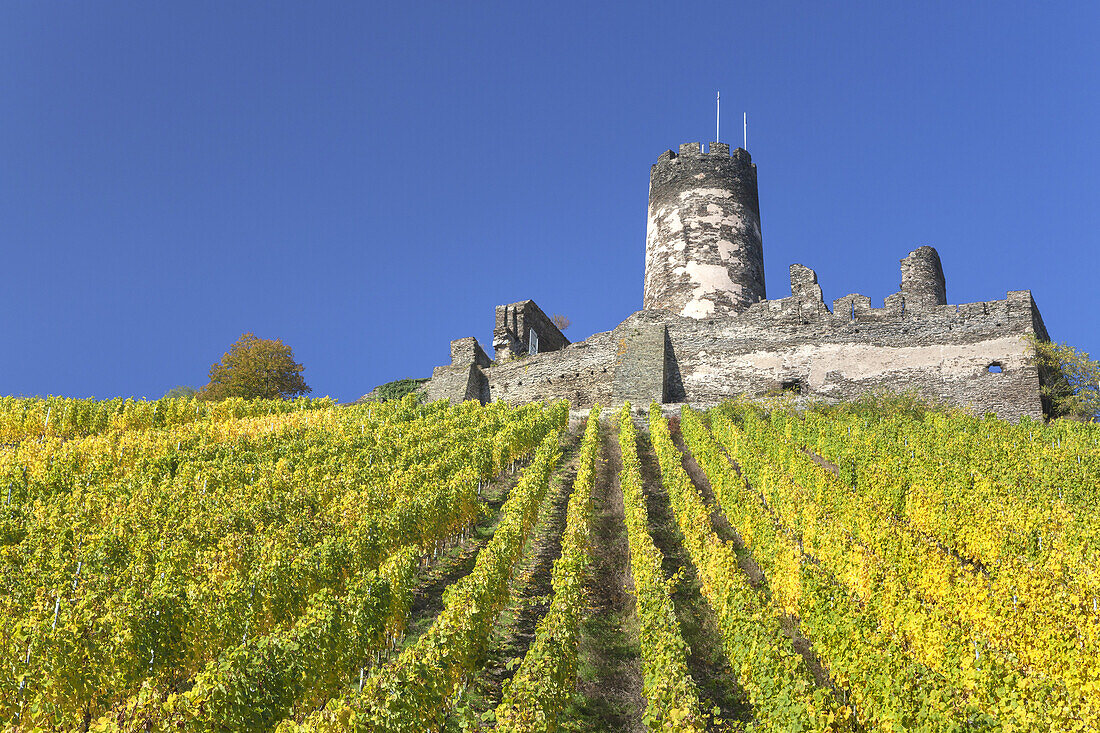 Weinberge vor der Burg Fürstenberg, Rheindiebach, Oberdiebach, Oberes Mittelrheintal, Rheinland-Pfalz, Deutschland, Europa