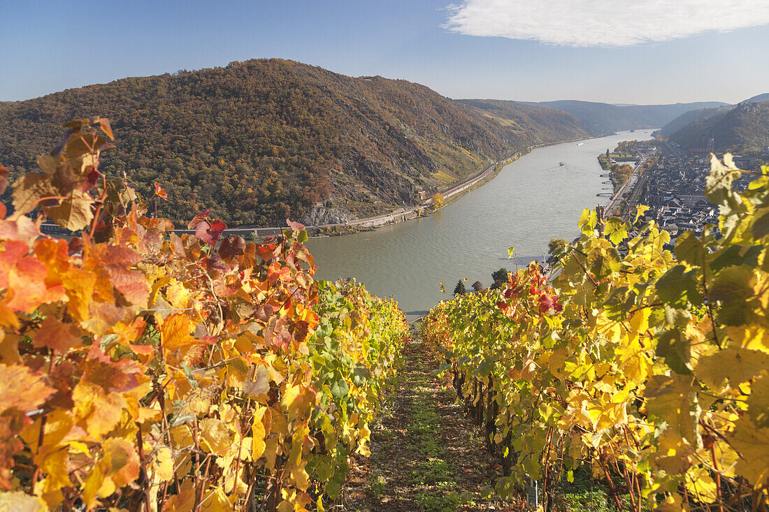 Vineyard by the restaurant Günderodehaus, view of Oberwesel and the Rhine, Upper Middle Rhine Valley, Rheinland-Palatinate, Germany, Europe