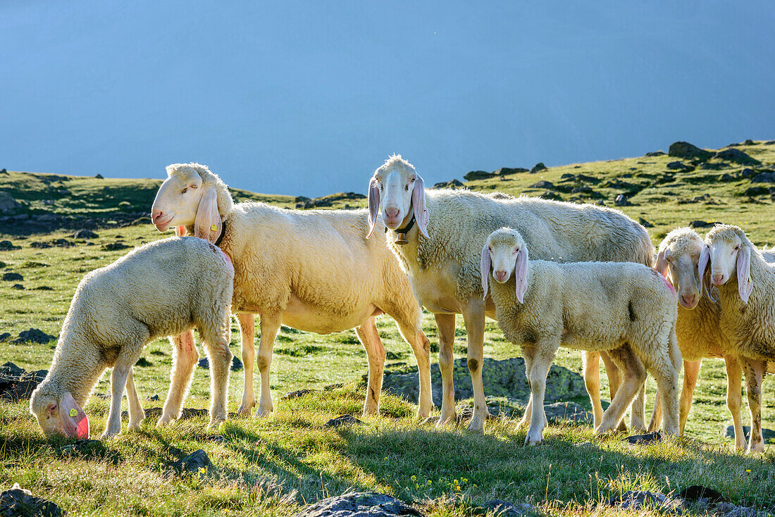 Mehrere Schafe stehen auf Wiese, Obergurgl, Ötztaler Alpen, Tirol, Österreich