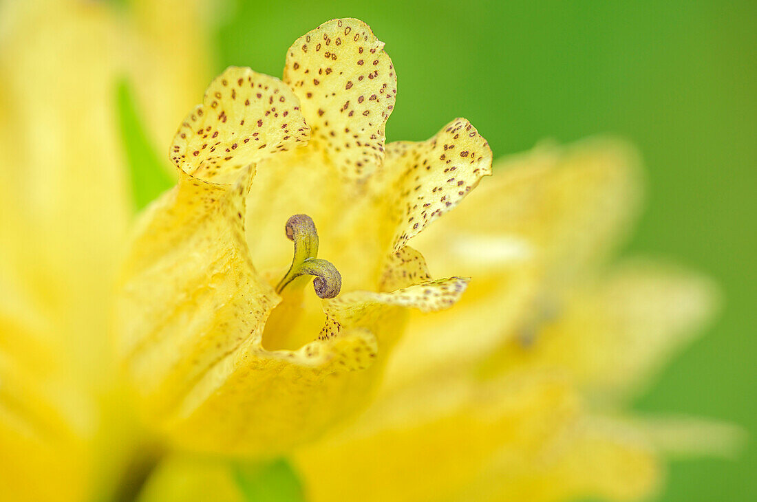 Blossom of gentiana, Gentiana punctata, Adamello-Presanella Group, Trentino, Italy