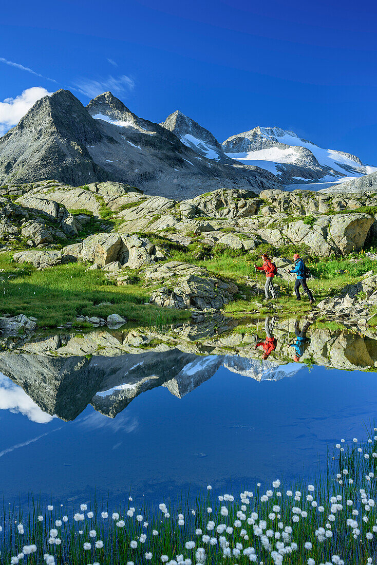 Man and woman hiking near mountain lake with cotton gras and Lobbia Alta in background, hut rifugio Madron, Adamello-Presanella Group, Trentino, Italy