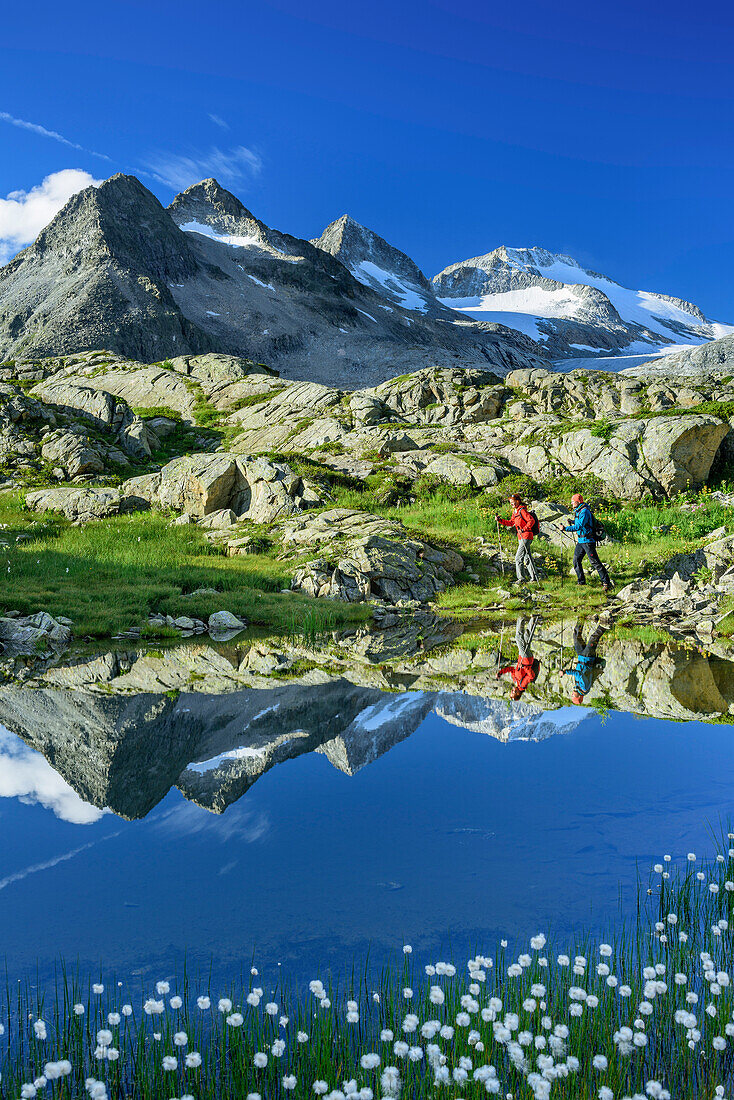 Mann und Frau beim Wandern an Bergsee mit Wollgras und Lobbia Alta im Hintergrund, Rifugio Madron, Adamello-Presanella-Gruppe, Trentino, Italien