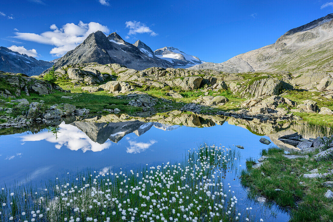 Bergsee mit Wollgras und Lobbia Alta im Hintergrund, Rifugio Madron, Adamello-Presanella-Gruppe, Trentino, Italien