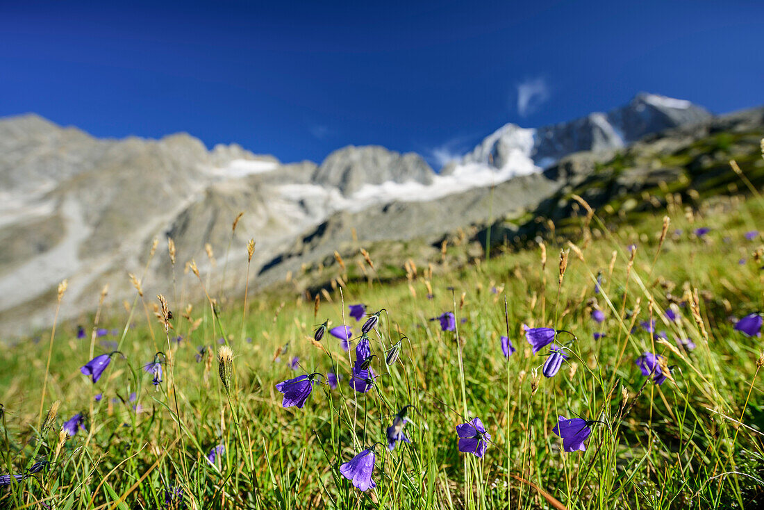 Meadow with flowers with Cima Presanella in background, hut rifugio Denza, Adamello-Presanella Group, Trentino, Italy