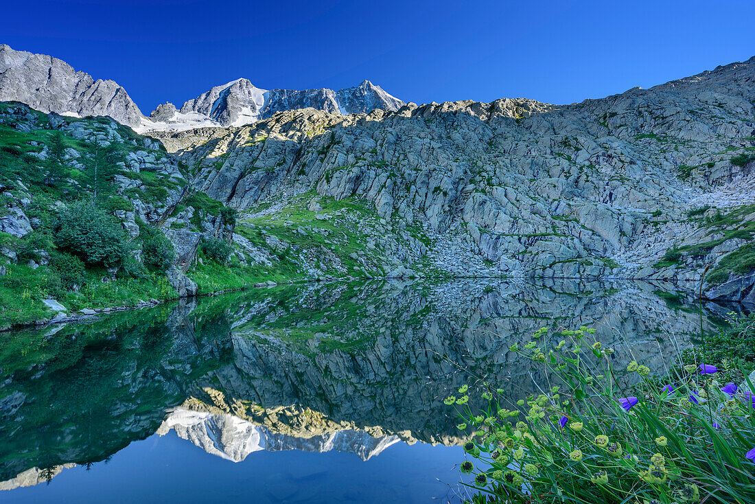 Bergsee mit Cima Presanella im Hintergrund, Rifugio Denza, Adamello-Presanella-Gruppe, Trentino, Italien