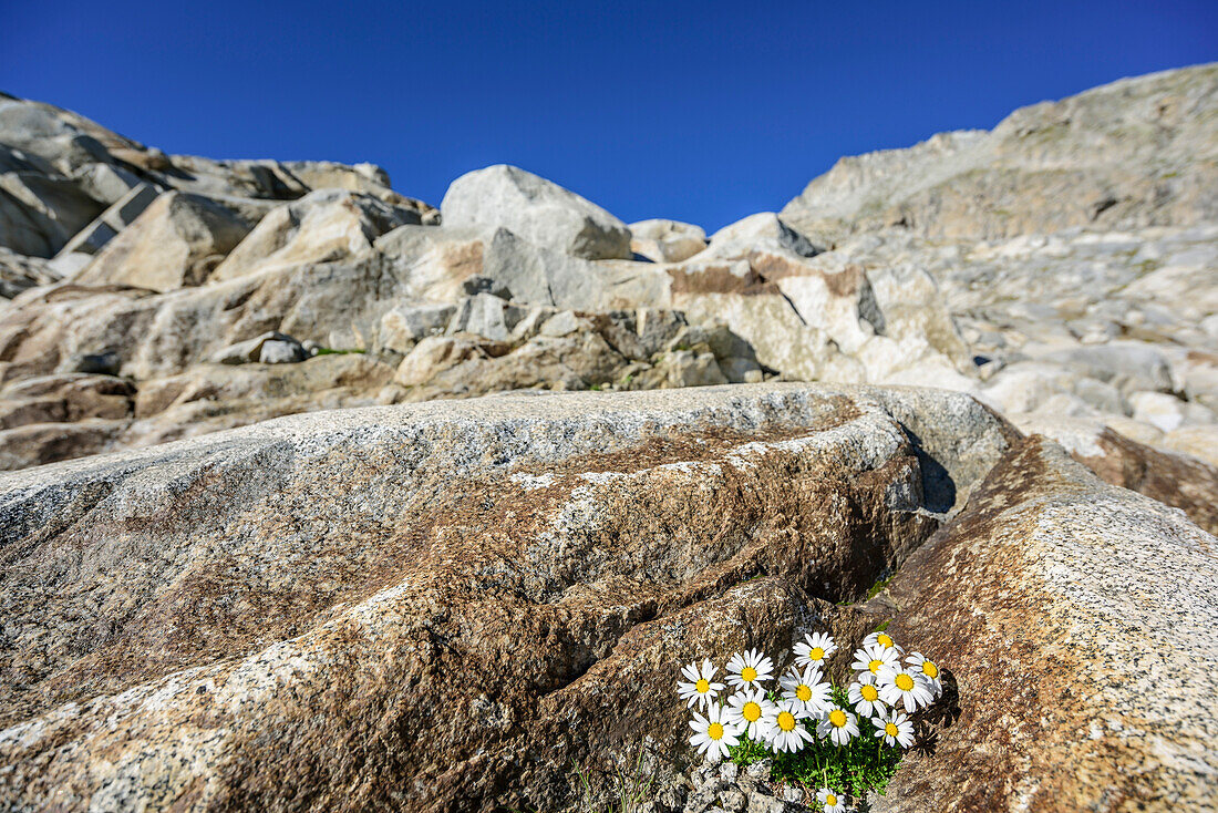 Poinierpflanze Alpenwucherkraut wächst auf Gletscherschliffplatte, Val Genova, Adamello-Presanella-Gruppe, Trentino, Italien