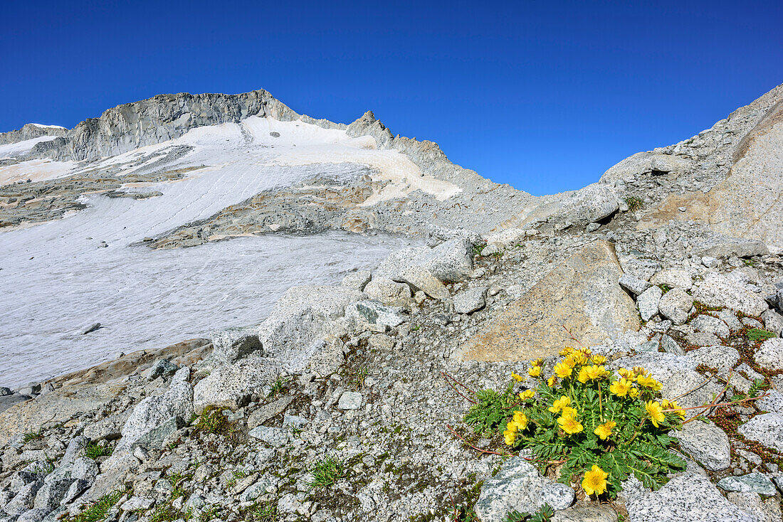 Gletscherhahnenfuß wächst über Gletscher, Cresta della Croce im Hintergrund, Rifugio Lobbia Alta, Val Genova, Adamello-Presanella-Gruppe, Trentino, Italien