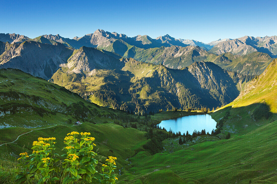 Alpen-Greiskraut Senecio alpinus, Seealpsee am Nebelhorn, bei Oberstdorf, Allgäuer Alpen, Allgäu, Bayern, Deutschland