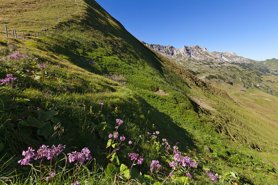 Alpine blue sow thistle Cicerbita alpina at Nebelhorn, near Oberstdorf, Allgaeu Alps, Allgaeu, Bavaria, Germany