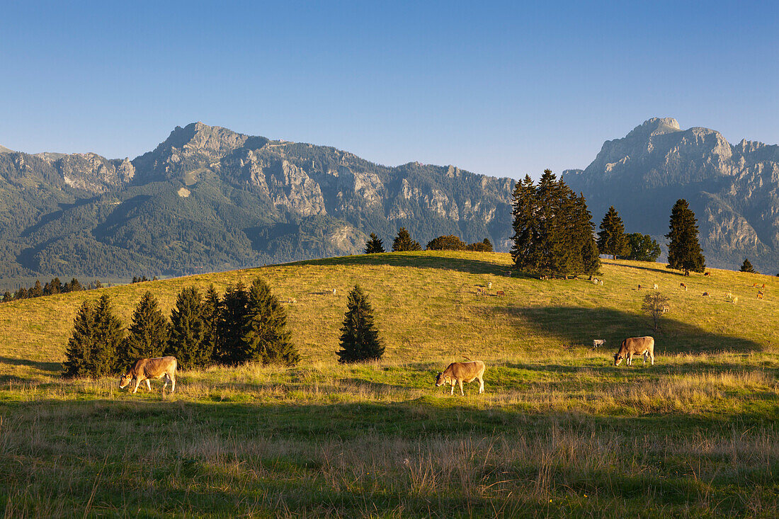Kühe auf der Weide vor Tegelberg und Säuling, Allgäuer Alpen, Allgäu, Bayern, Deutschland