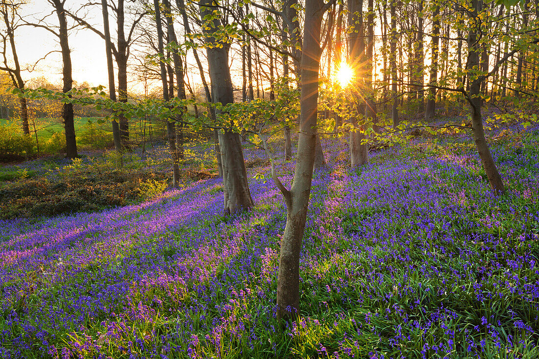 Hasenglöckchen Hyacinthoides non-scripta im Wald, bei Hückelhoven, Nordrhein-Westfalen, Deutschland