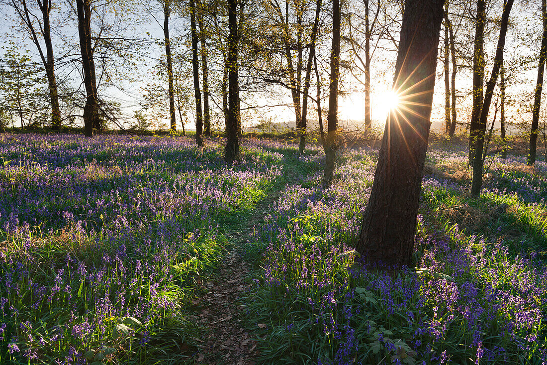 Hasenglöckchen Hyacinthoides non-scripta im Wald, bei Hückelhoven, Nordrhein-Westfalen, Deutschland