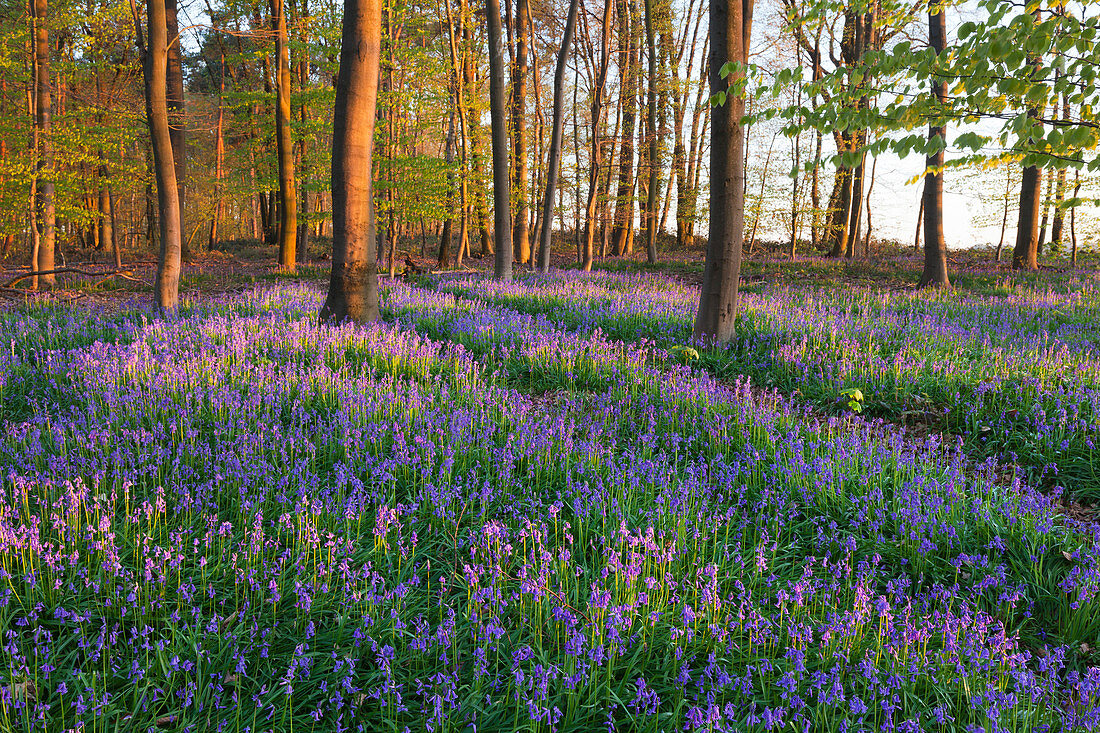 Bluebells Hyacinthoides non-scripta in a forest, near Hueckelhoven, North-Rhine Westphalia, Germany