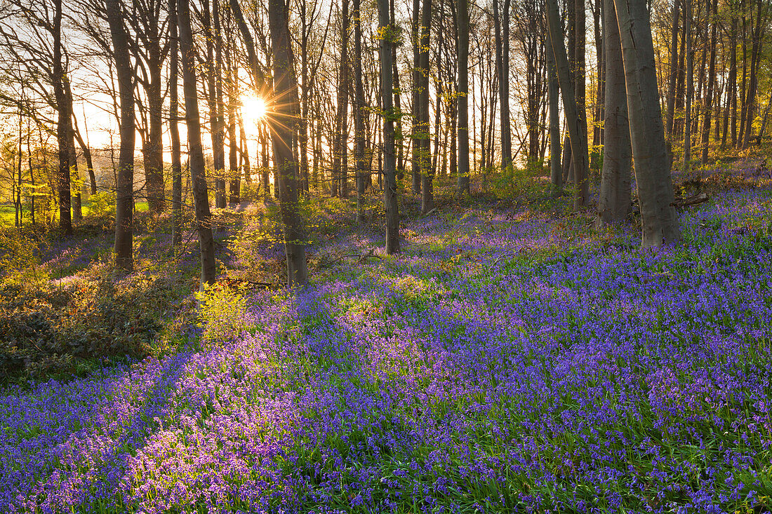 Bluebells Hyacinthoides non-scripta in a forest, near Hueckelhoven, North-Rhine Westphalia, Germany