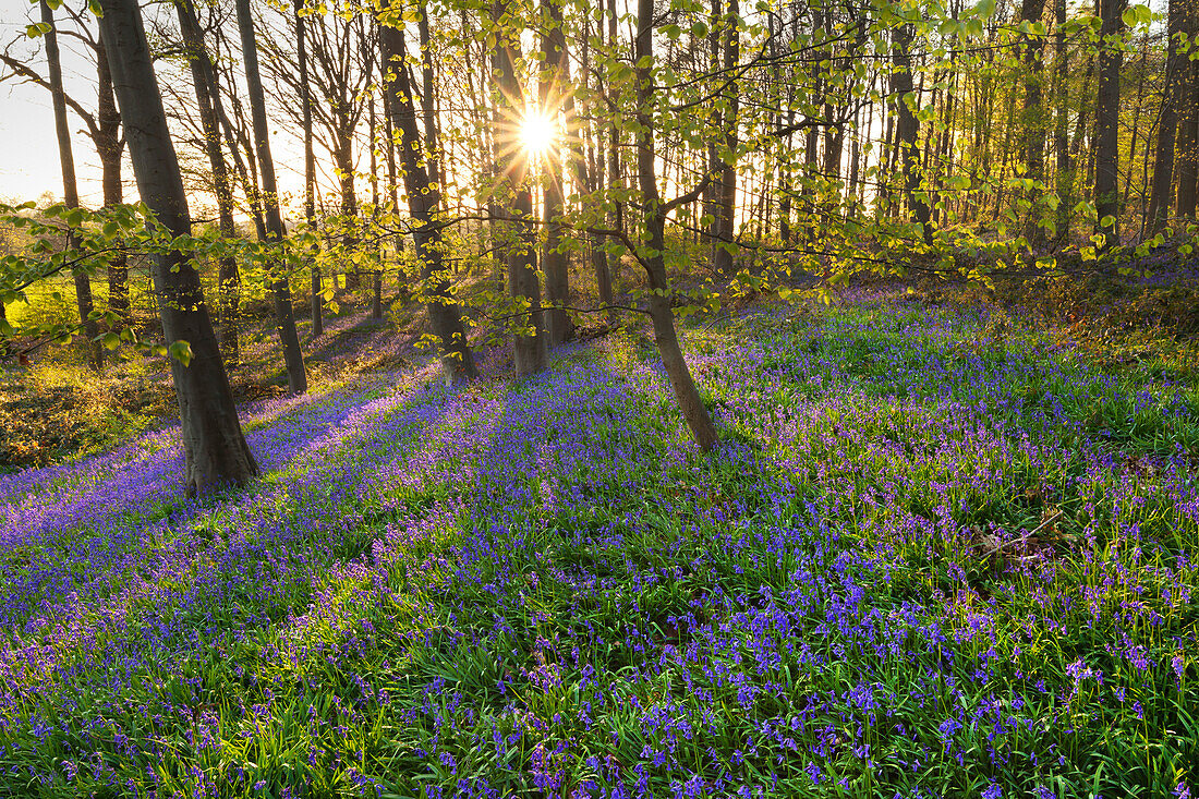 Hasenglöckchen Hyacinthoides non-scripta im Wald, bei Hückelhoven, Nordrhein-Westfalen, Deutschland