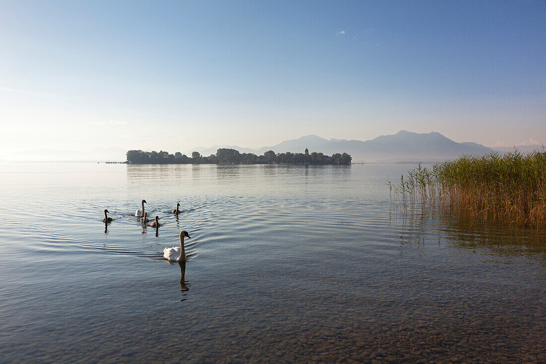 Schwäne mit Jungvögeln, Blick über den Chiemsee zur Fraueninsel, bei Gstadt, Bayern, Deutschland