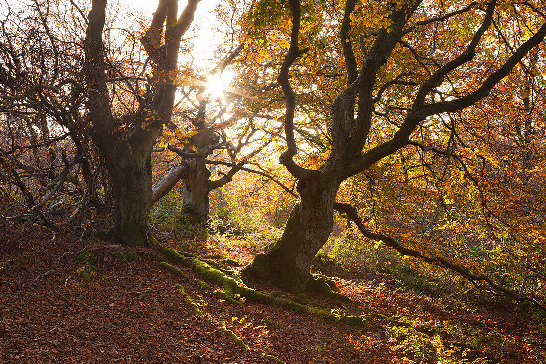 Old beeches in Kellerwald-Edersee national park, Hesse, Germany