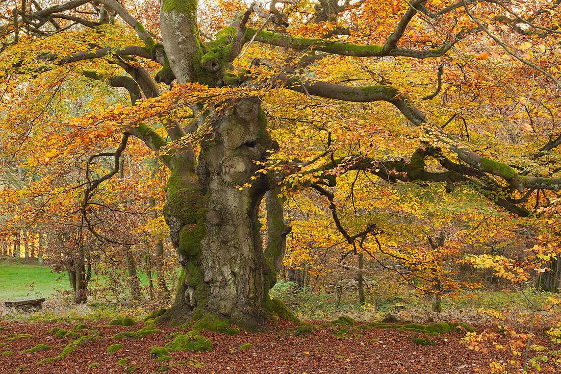 Alte Buchen im Nationalpark Kellerwald-Edersee, Hessen, Deutschland