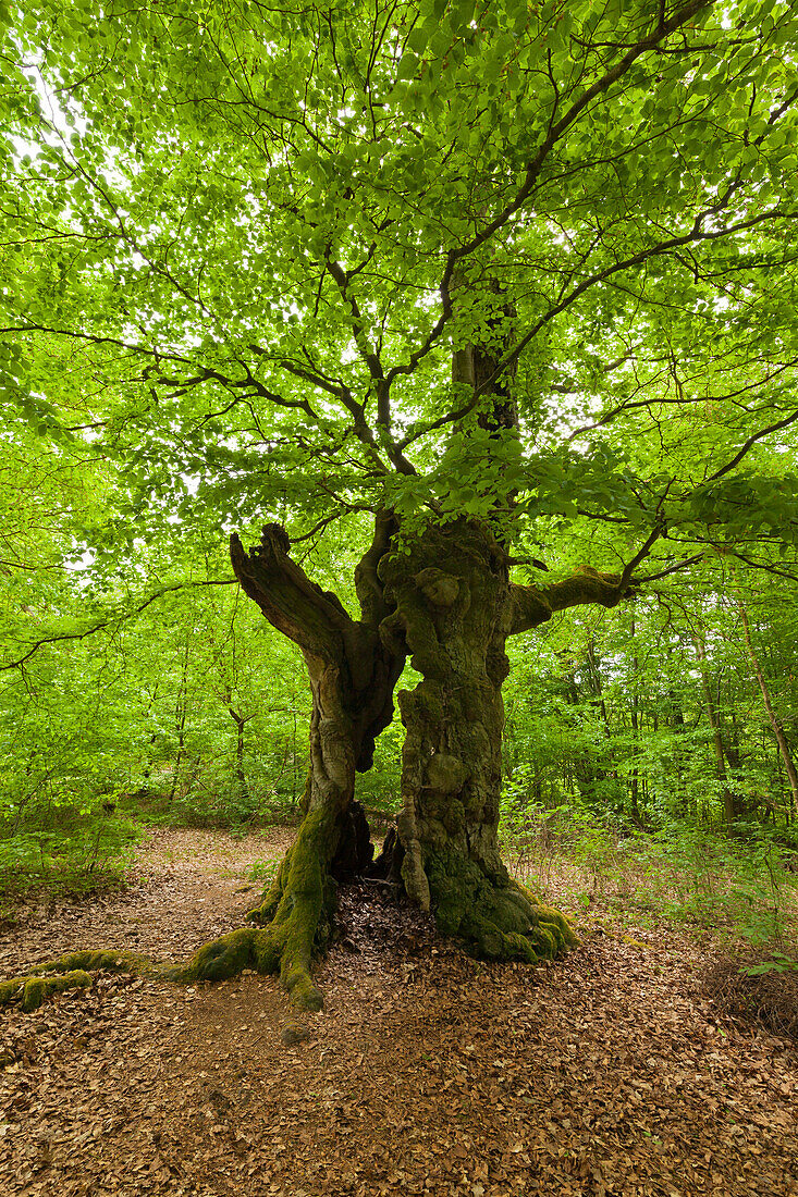 Alte Buchen im Nationalpark Kellerwald-Edersee, Hessen, Deutschland