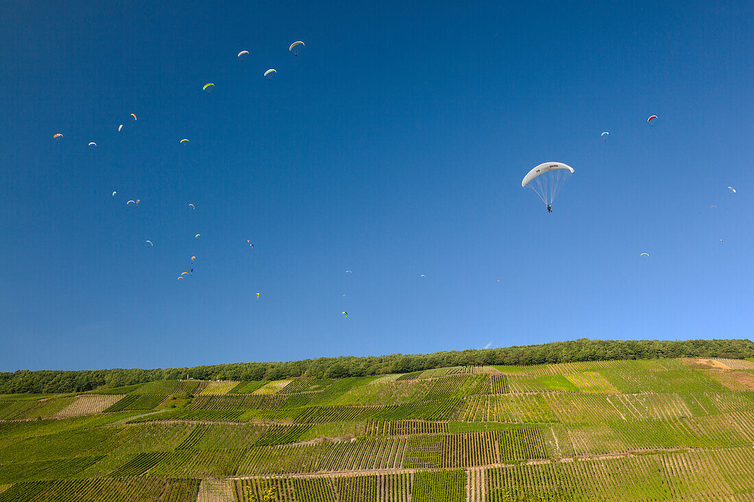 Paragliding above the vineyards, Mosel, Rhineland-Palatinate, Germany