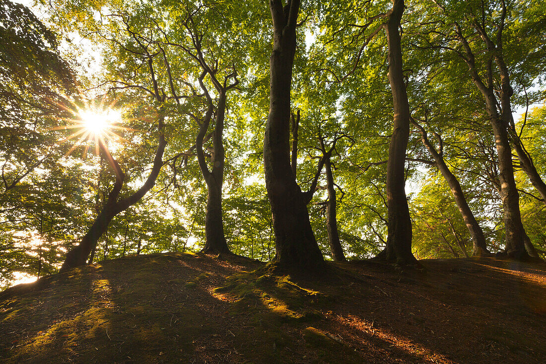 Buchen oberhalb der Kreidefelsen, Nationalpark Jasmund, Rügen, Ostsee, Mecklenburg-Vorpommern, Deutschland