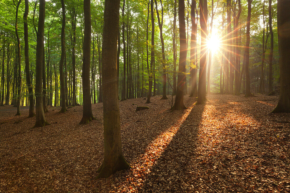 Beech trees above the chalk cliffs, Jasmund national park, Ruegen, Baltic Sea, Mecklenburg-West Pomerania, Germany