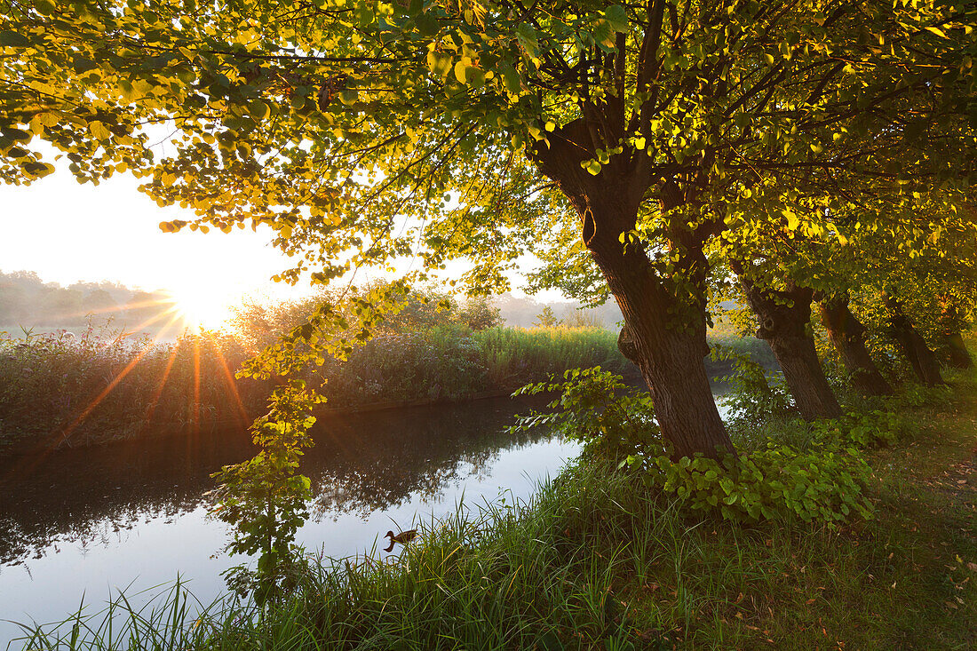 Lime tree along the moat, Gemen moated castle, Borken, Muensterland, North-Rhine Westphalia, Germany