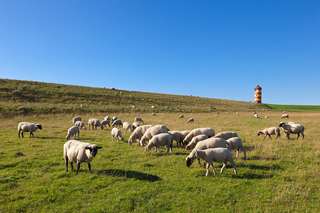 Schafe am Deich, Leuchtturm Pilsum, bei Greetsiel, Ostfriesland, Niedersachsen, Deutschland